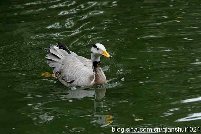 快乐的斑头雁(水禽湖)