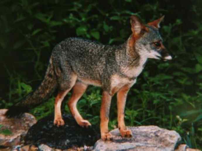 犬科：狐亚科伪狐属之高地狐、河狐、秘鲁狐