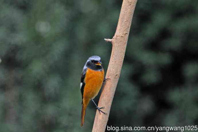 雄性北红尾鸲（35）