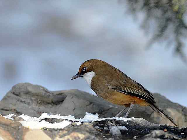 红嘴相思 VS 白喉噪鹛