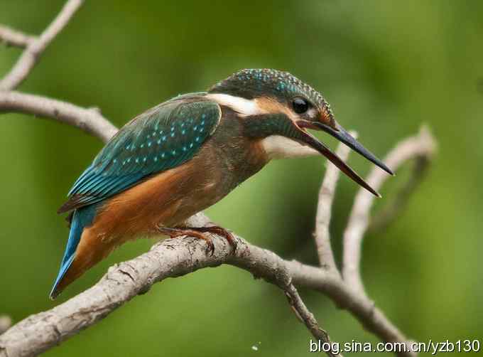 小翠吃虾（组图，16张图片）