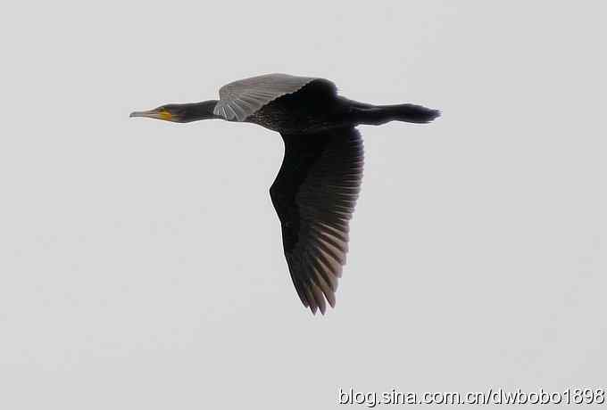 沙河水鸟乐拍 沙河水鸟乐拍