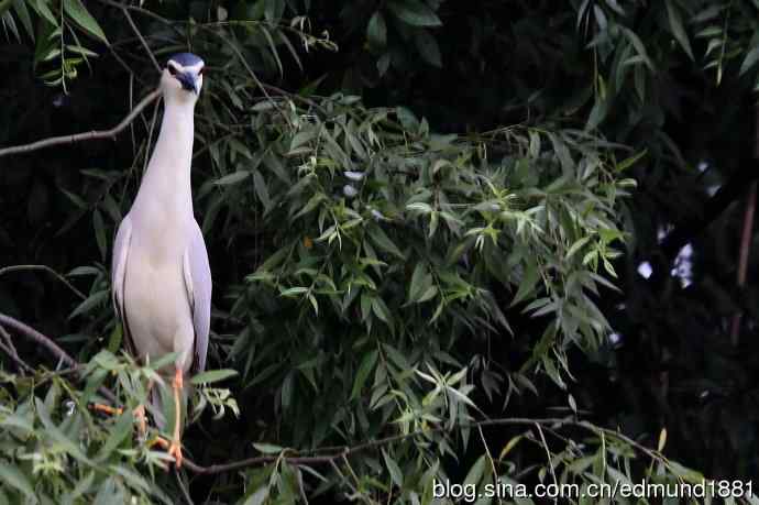 杭州西溪湿地拍菜鸟