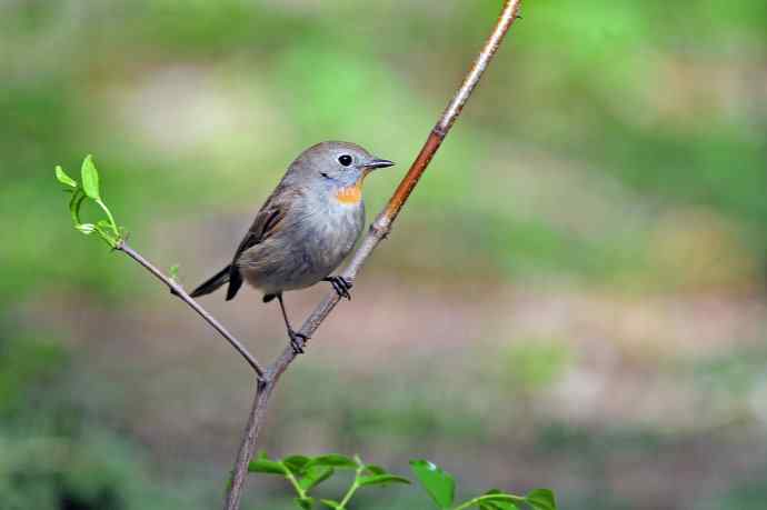 雄性红喉姬鹟（5）