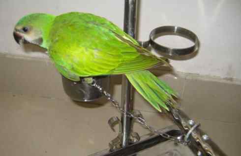 家禽驯化之源之七