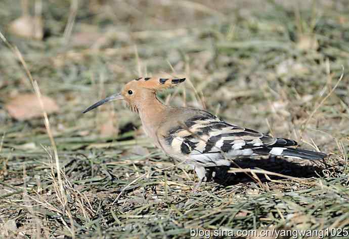 天坛公园又遇戴胜(觅食) 天坛公园又遇戴胜(觅食)