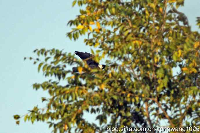 迁涉中的达乌里寒鸦（记录版）