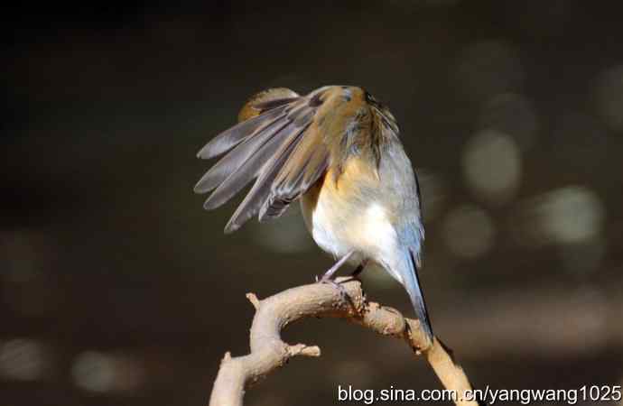 阳光下的红肋蓝尾鸲 wbr wbr1