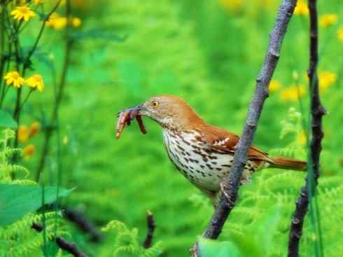 雀鸟也彪悍：别惹我（小嘲鸫）