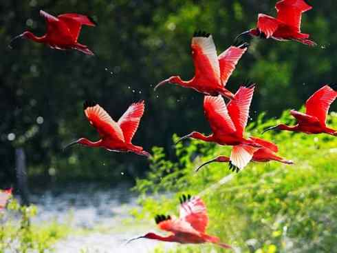 极品红色鸟类：美洲红鹮