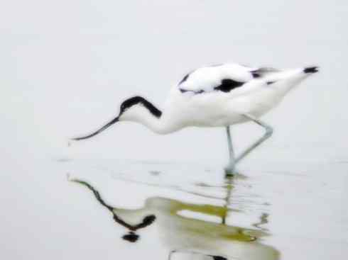 猎奇：奇特的鸟喙之五