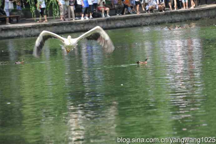 明星（鹈鹕大白）