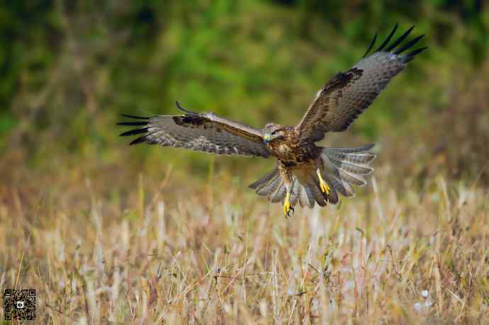 野鸭湖的普通鵟 野鸭湖的普通鵟