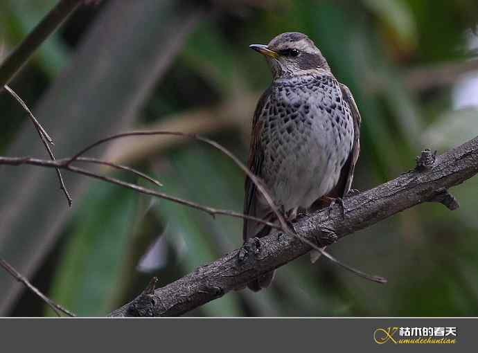 斑鸫•宝兴歌鸫•乌灰鸫【实拍】 斑鸫•宝兴歌鸫•乌灰鸫【实拍】