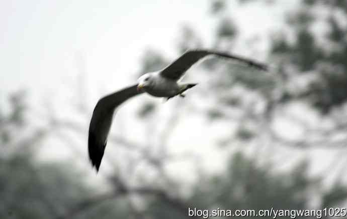 雨前、雾中拍水禽（十月十日杂片纪实）