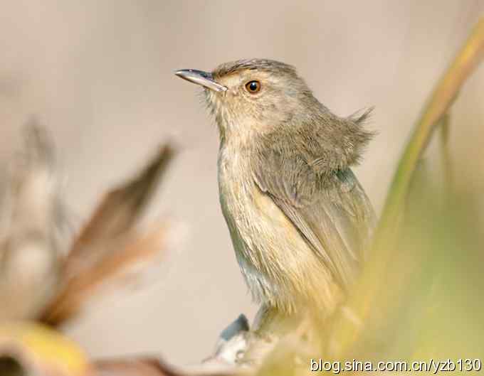 跳跃于菜花间的小精灵——褐头鹪莺（组图）
