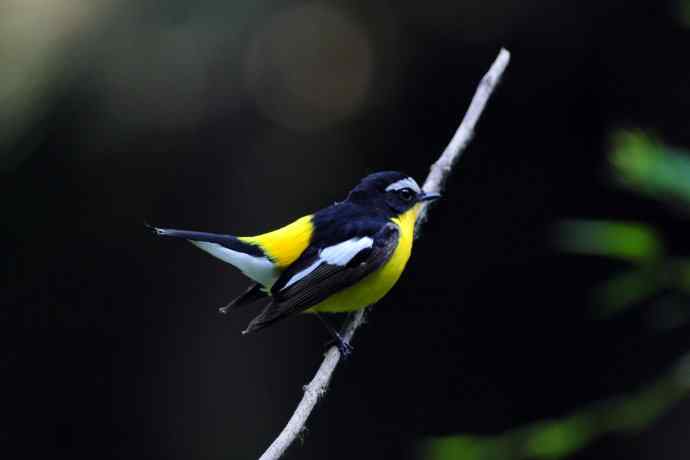 雄性白眉姬鹟(17) 雄性白眉姬鹟(17)