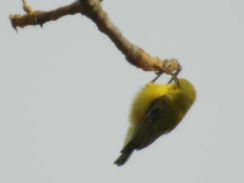 十大鸟类建筑师之二（织布鸟、维达雀）