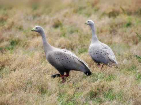 欣赏：美丽的雁