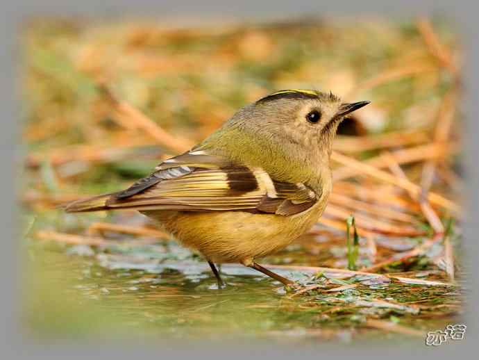 大年初三 戴菊洗涮