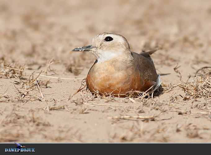 东方鸻小憩野鸭湖