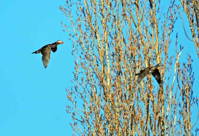 热恋季节的鸳鸯