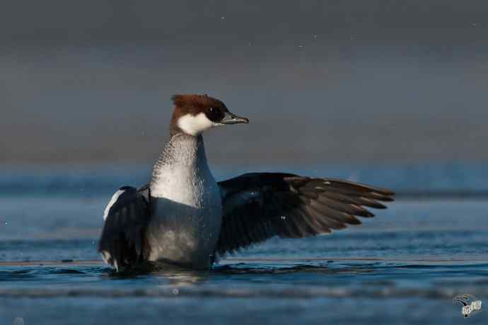 颐和园的白秋沙鸭