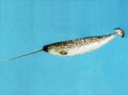 独角兽：传说的兽原型探秘（独角鲸）