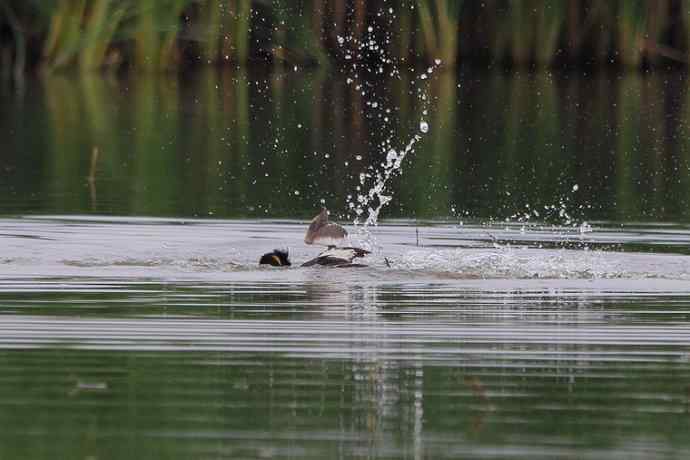 凤头鸊鷉（五）护犊撕打