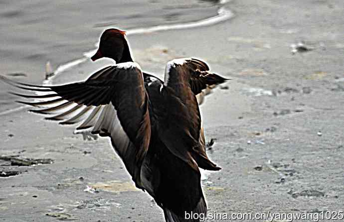 冰上舞蹈（白天鹅、赤麻鸭）