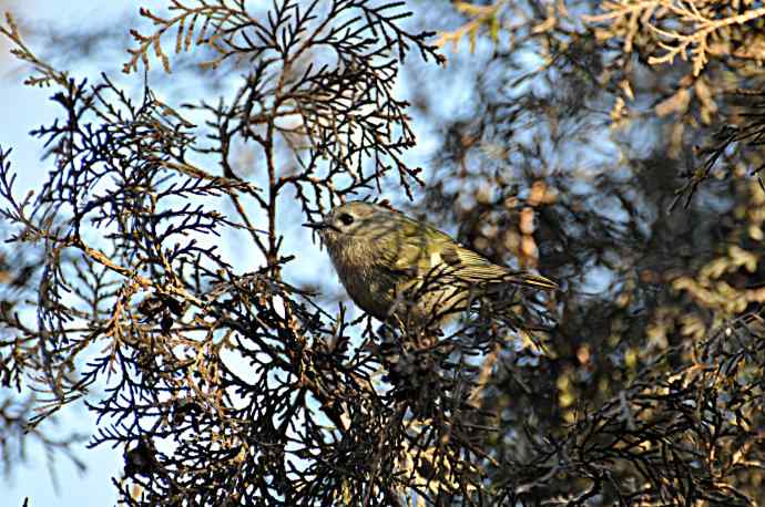 柏树丛中的戴菊 wbr1