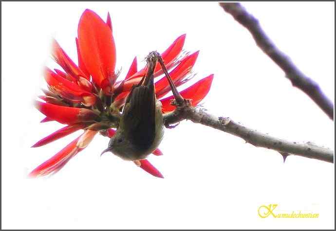 成都来了鈥溙裟疋潯菊掌