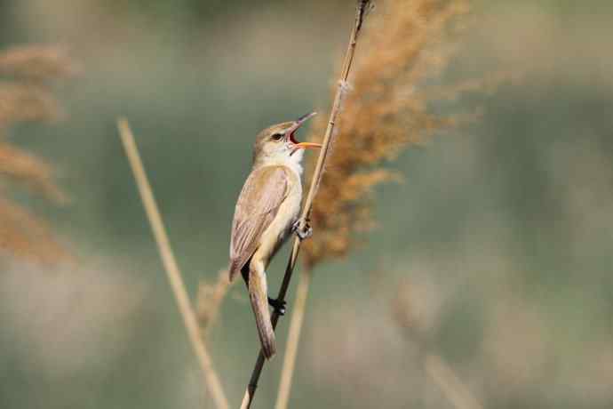 东方大苇莺 东方大苇莺