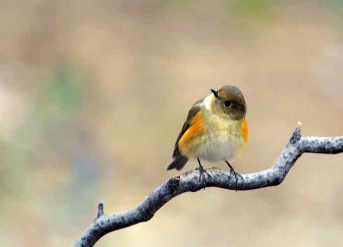 雌性红胁蓝尾鸲（11）