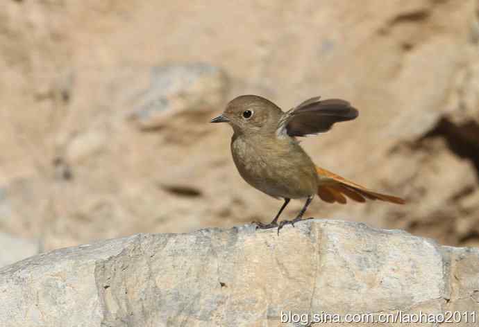圣诞快乐,敬礼! 圣诞快乐,敬礼!