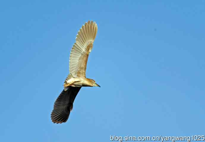 飞(夜鹭)71 飞(夜鹭)71