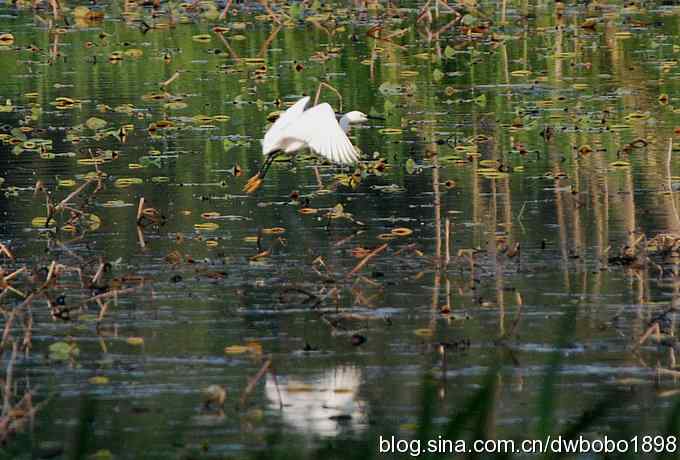小白鹭黄昏捕鱼