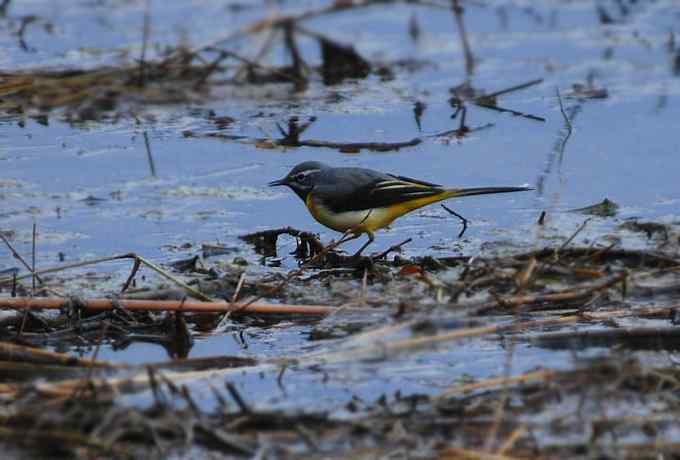 快乐打鸟 wbr wbr呼呼捏丫