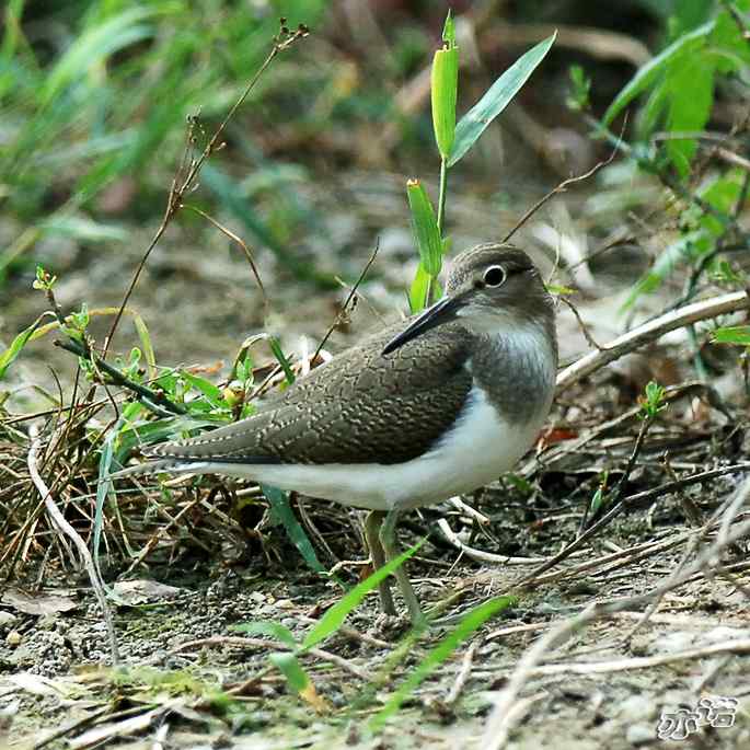 圆明园&nbsp;wbr路&nbsp;wbr白腰草鹬和矶鹬