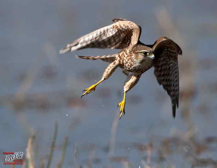 官厅水库 wbr路 wbr灵动的灰背隼 官厅水库 wbr路 wbr灵动的灰背隼