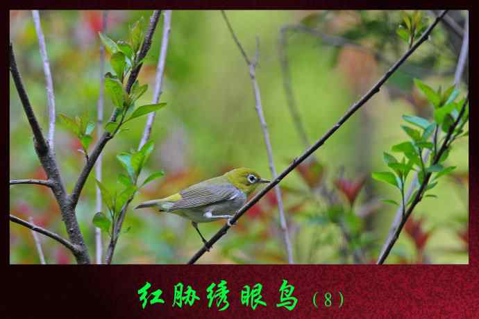 红胁绣眼鸟（8）