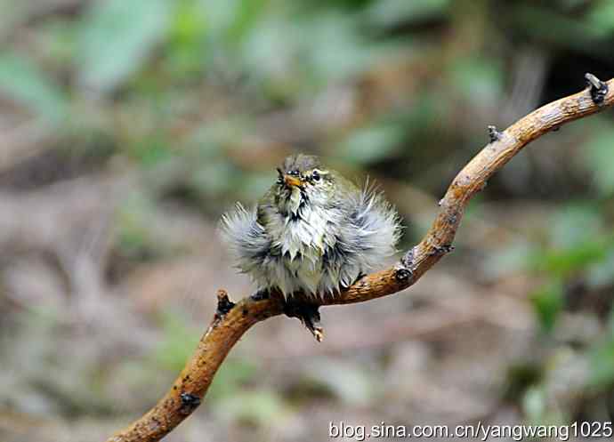 极北柳莺(浴后晾羽)3 极北柳莺(浴后晾羽)3