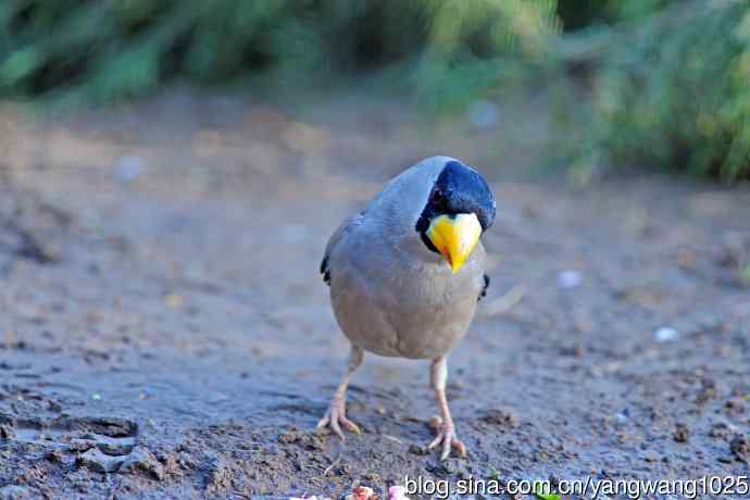 黑头蜡嘴（记录版）