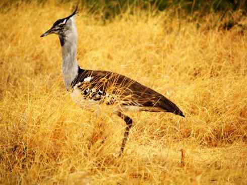 鸟类之最：漂泊信天翁