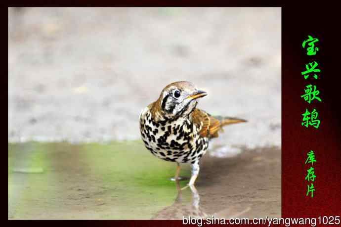 北京天坛公园的鸟类——宝兴歌鸫（库存片）