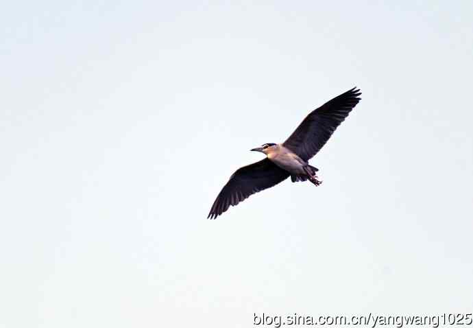 飞(夜鹭)50 飞(夜鹭)50