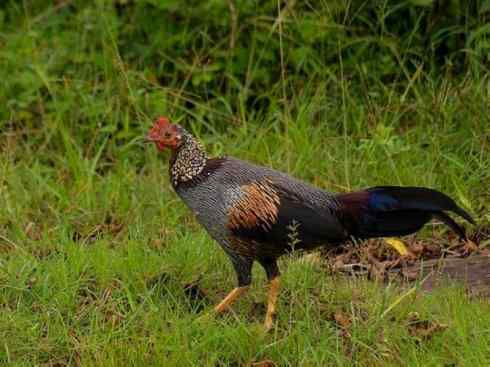 凤凰：传说的鸟原型探秘（原鸡）