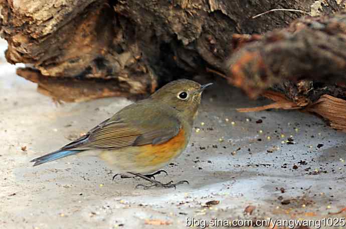 红肋蓝尾鸲（雌性）1