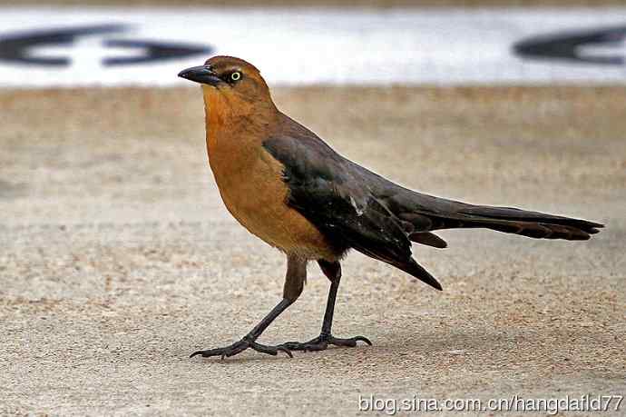 大尾拟八哥：雌鸟