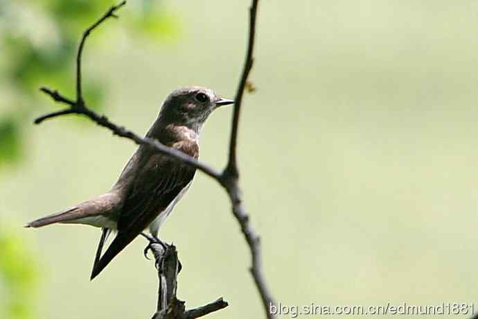 处女下海   施华望远鏡SW80HD打鸟